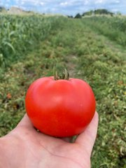 Фото 1 - Йолнар F1 томат детерминантный Clause 1 000 семян