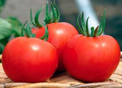 Фото 1 - Силует F1 томат напівдетермінантний Syngenta 500 насінин