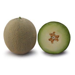 Фото 1 - КС 7044 F1 (KS 7044 F1) диня Kitano Seeds 100 семян