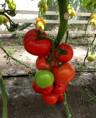 Фото 3 - Соренто F1 томат індетермінантний Libra Seeds 250 насінин
