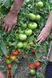Соренто F1 томат индетерминантный Libra Seeds 250 семян