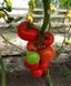 Соренто F1 томат индетерминантный Libra Seeds 250 семян