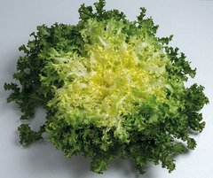 Фото 1 - Мірна салат тип Ендивій Enza Zaden 1 000 насінин