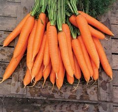 Фото 1 - Бриліанс F1 морква пізня Nunhems 1.4-1.6, 100 тис. насінин