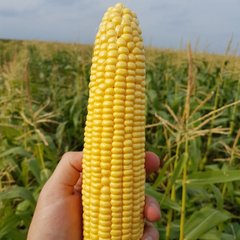 Фото 1 - Оватона F1 кукуруза сахарная Clause 5 000 семян