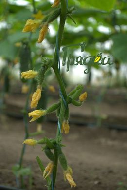 Фото 1 - Нибори (KS/КС 90) F1 огурец партенокарпический Kitano Seeds 20 семян
