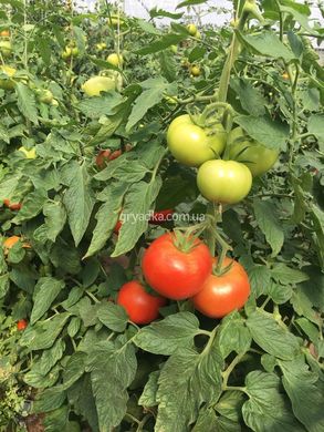 Фото 3 - Васанта F1 томат полудетерминантный Rijk Zwaan 100 семян