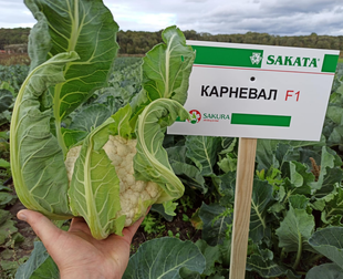 Фото 1 - Карневал F1 цвітна капуста Sakata 1 000 насінин