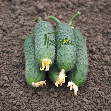 Фото 2 - Ніборі (KS/КС 90) F1 огірок партенокарпічний Kitano Seeds 20 насінин