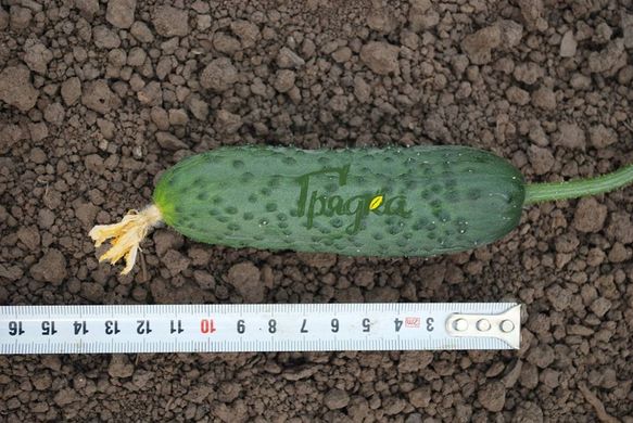 Фото 3 - Ніборі (KS/КС 90) F1 огірок партенокарпічний Kitano Seeds 20 насінин