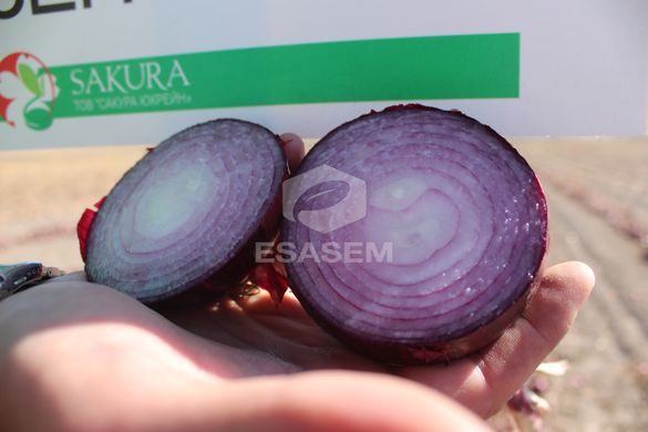 Фото 2 - Зен F1 лук репчатый фиолетовый Esasem 100 000 семян