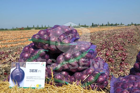 Фото 3 - Зен F1 лук репчатый фиолетовый Esasem 100 000 семян