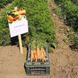 Брилианс F1 морковь поздняя Nunhems 1.4-1.6, 100 тыс. семян