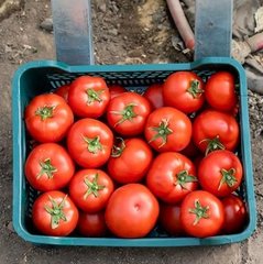 Фото 1 - Капонет F1 томат полудетерминантный Syngenta 500 семян