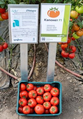 Фото 3 - Капонет F1 томат напівдетермінантний Syngenta 500 насінин