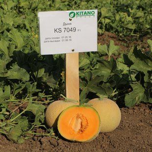 Фото 1 - КС 7049 F1 (KS 7049 F1) диня Kitano Seeds 100 семян