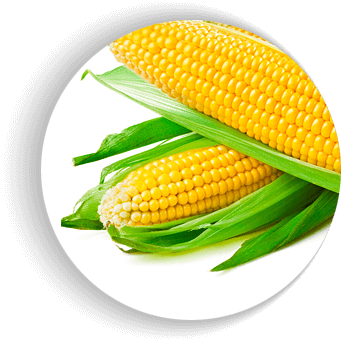 Фото 1 - Дайнерис F1 кукуруза супер сладкая Мнагор 1000 семян