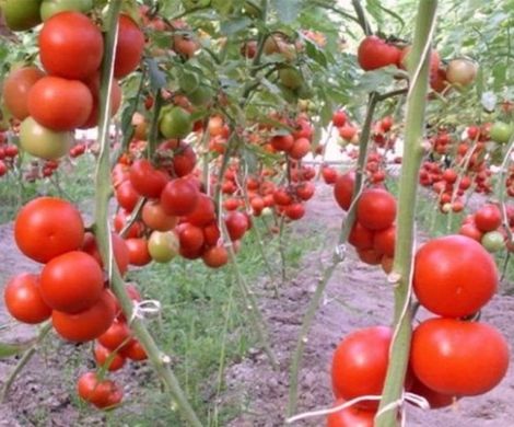 Фото 1 - Кристал F1 томат индетерминантный Clause 10 семян