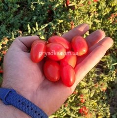 Фото 1 - Дольчесіо F1 томат детермінантний Esasem 1 000 насінин