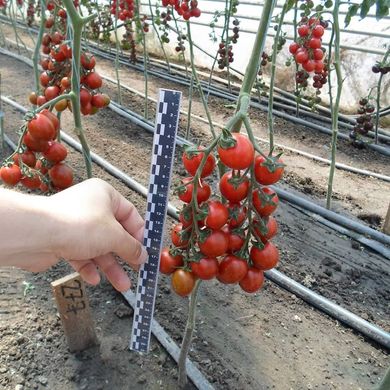 Фото 5 - КС 277 (KS 277) F1 томат індетермінантний Kitano Seeds 100 насінин