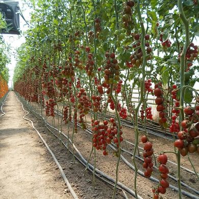 Фото 4 - КС 277 (KS 277) F1 томат індетермінантний Kitano Seeds 100 насінин