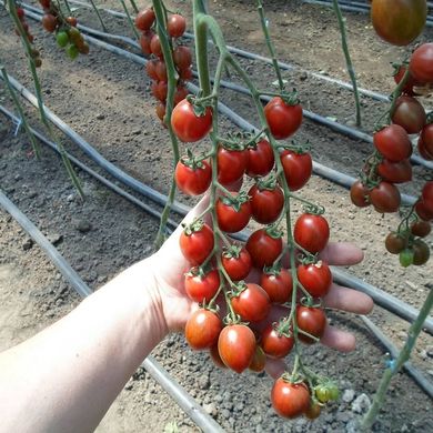 Фото 3 - КС 277 (KS 277) F1 томат индетерминантный Kitano Seeds 100 семян