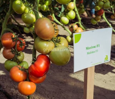 Фото 2 - Махитос F1 томат индетерминантный Rijk Zwaan 8 семян