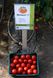 Меланет F1 томат полудетерминантный Syngenta 500 семян
