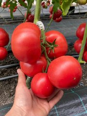 Фото 1 - Наргиза F1 томат индетерминантный Rijk Zwaan 100 семян
