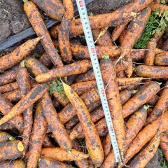 Фото 1 - Престо F1 морковь Hazera 1.6-1.8, 25000 семян