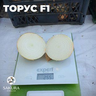 Фото 1 - Торус F1 цибуля ріпчаста біла Sakata 250 000 насінин
