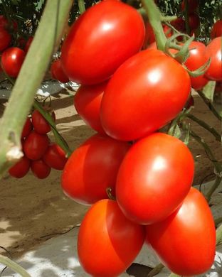 Фото 3 - Гранадеро F1 томат індетермінантний Enza Zaden 250 насінин