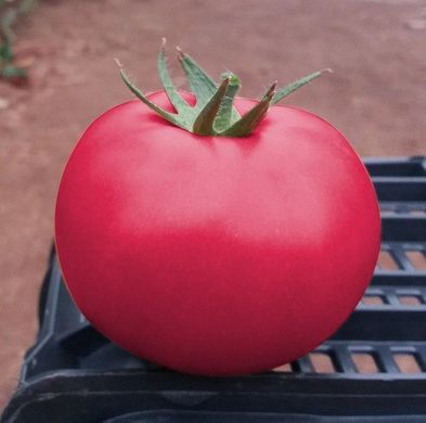 Фото 1 - Пинк Кристал F1 томат индетерминантный Clause 8 семян