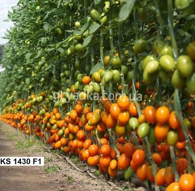 Фото 2 - Бенігара (КС 1430) F1 томат індетермінантний Kitano Seeds 8 насінин