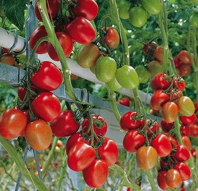 Фото 1 - Гранадеро F1 томат индетерминантный Enza Zaden 250 семян