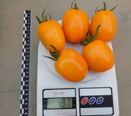 Фото 5 - Бенигара (КС 1430) F1 томат индетерминантный Kitano Seeds 8 семян