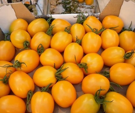 Фото 6 - Бенігара (КС 1430) F1 томат індетермінантний Kitano Seeds 8 насінин