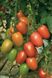Гранадеро F1 томат индетерминантный Enza Zaden 250 семян