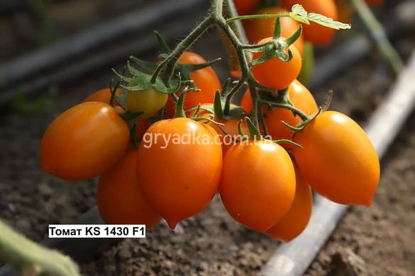 Фото 3 - Бенігара (КС 1430) F1 томат індетермінантний Kitano Seeds 8 насінин