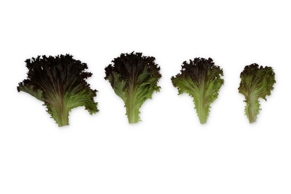 Фото 3 - Скамандер салат тип Айсберг Rijk Zwaan 1 000 семян