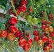 Гранадеро F1 томат индетерминантный Enza Zaden 250 семян