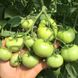 Пинк Кристал F1 томат индетерминантный Clause 8 семян