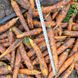 Престо F1 морква Hazera 1.6-1.8, 25000 насінин