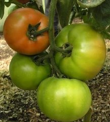 Фото 1 - Чимган F1 томат индетерминантный Clause 250 семян