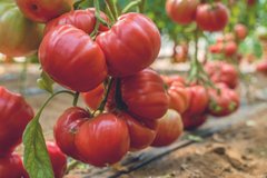 Фото 1 - Оксіхарт Бельмонте томат напівдетермінантний Esasem 250 насінин