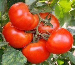Фото 1 - Мобил томат детерминантный Lark Seeds 0,25 кг