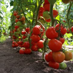 Фото 1 - Ядвига F1 томат напівдетермінантний Kitano Seeds 10 насінин