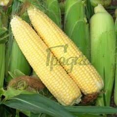 Фото 1 - Сігнет F1 кукурудза Seminis 5000 насінин