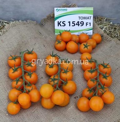 Фото 1 - Нессі (КС 1549) F1 томат індетермінантний черрі Kitano Seeds 8 насінин