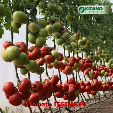 Фото 3 - Іссіма F1 (КС 240) томат індетермінантний Kitano Seeds 100 насінин